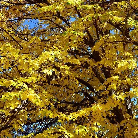 Solar Da Castanha - Forest House Landsted Manteigas