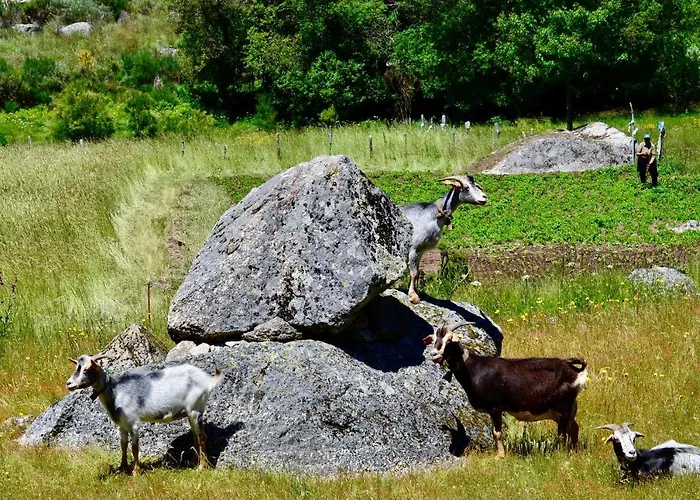 Solar Da Castanha - Forest House * מנטגאס