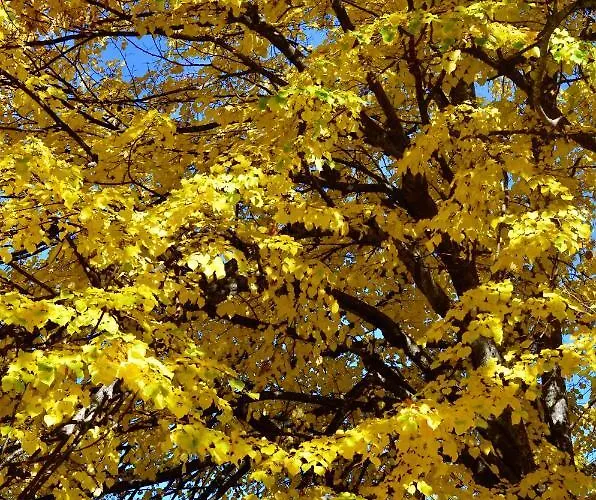 Solar Da Castanha - Forest House בית כפרי מנטגאס